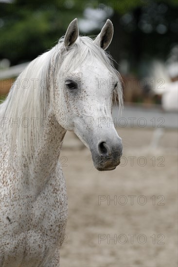 Arabian thoroughbred