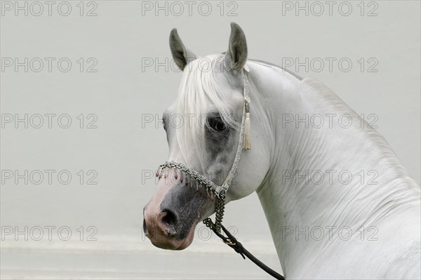 Arabian thoroughbred