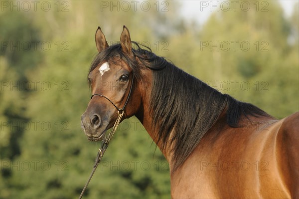 Arabian thoroughbred