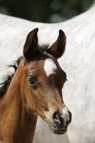 Arabian thoroughbred