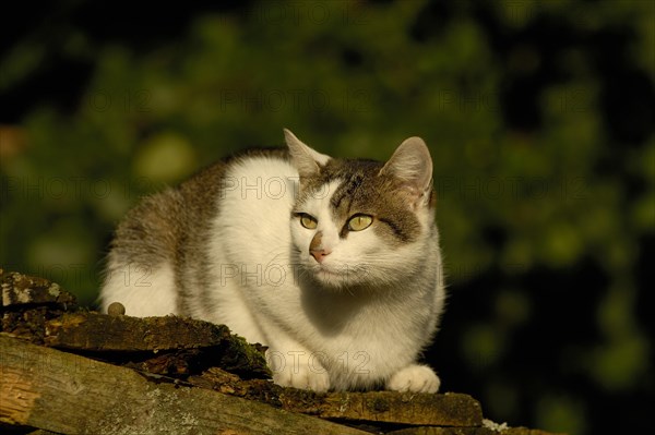 House cat on the roof of a woodshed