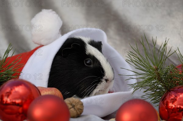 Guinea Pig pig