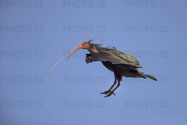 Northern bald ibis