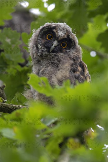 Long-eared owl