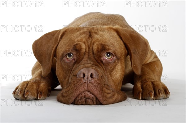 Dogue de Bordeaux