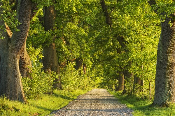 Oak avenue in the evening light