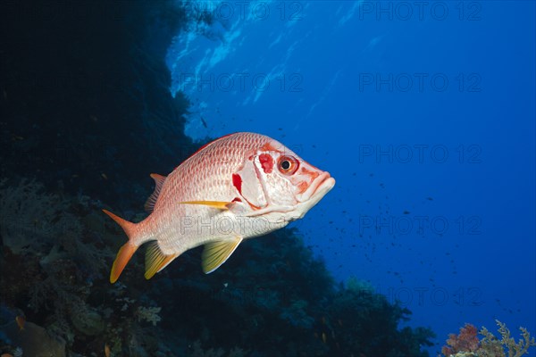 Longspine dogfish