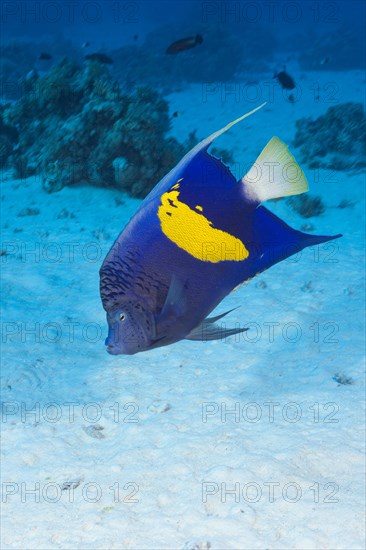 Yellowbar Angelfish