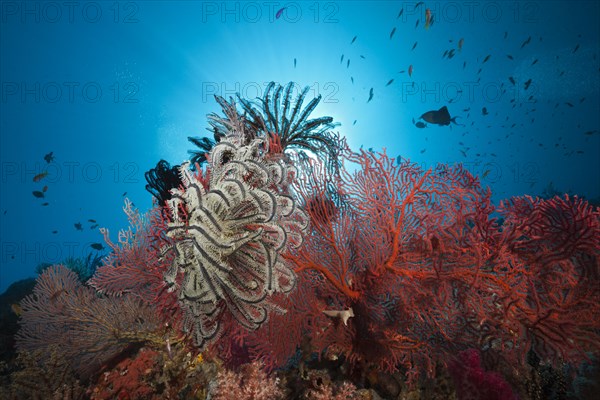Sea fans in coral reef