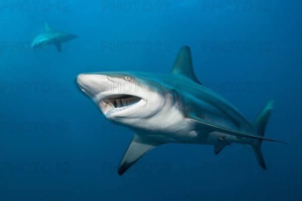 Blacktip Shark