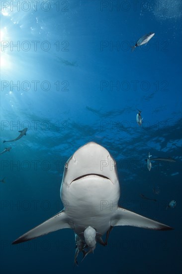 Blacktip Shark