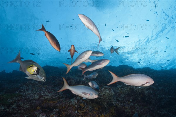 Pacific creolefishes