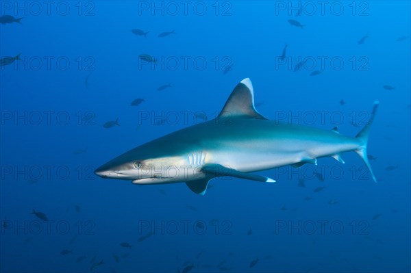 Silvertip Shark