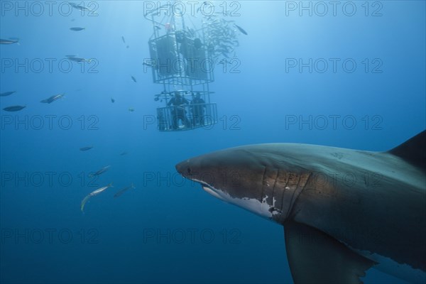 Cage diving with great white shark