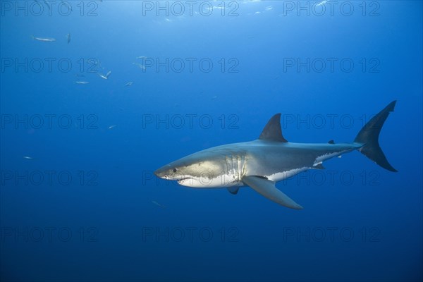 Great white shark