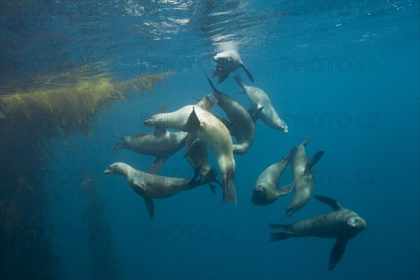 California sea lions