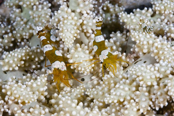 Pair of stool shrimp