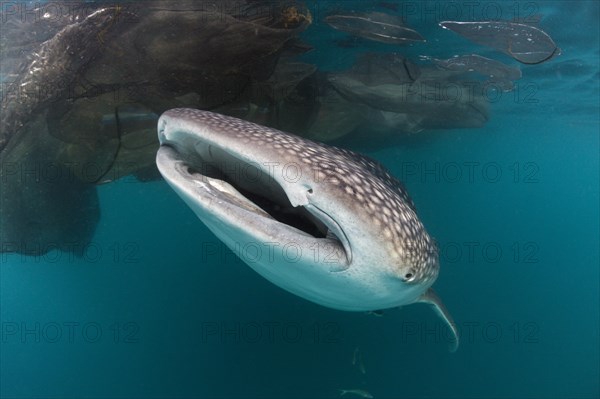 Whale shark