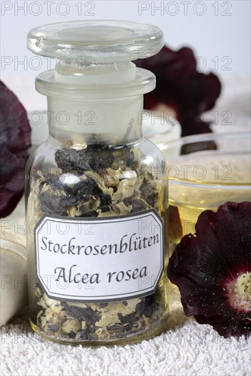 Alcea rosea nigra