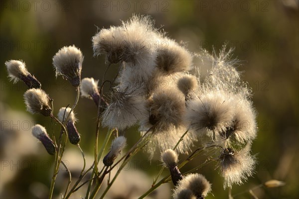 Scraped thistle