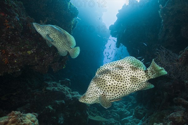 Barramundi Cod