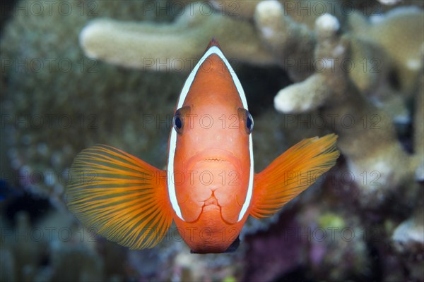 Spiny anemonefish