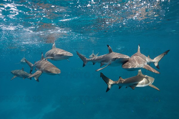 Blacktip reef sharks