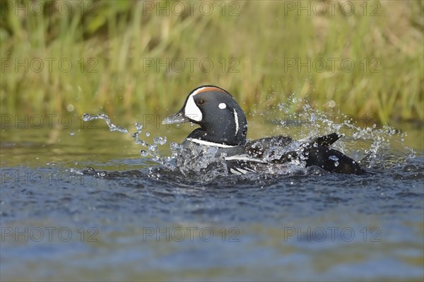 Harlequin duck