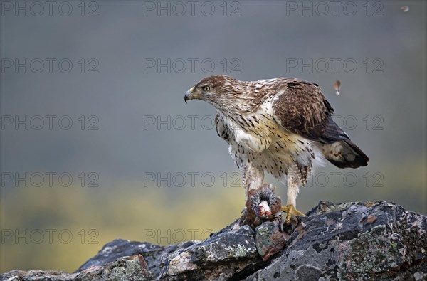 Bonelli's eagle