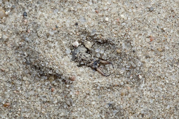 Ant lion in the sand