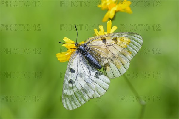 Female Black Apollo