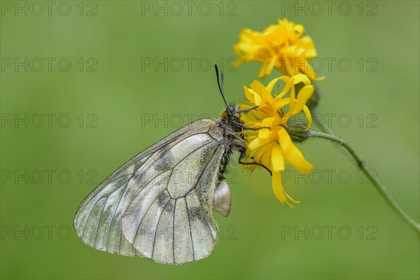 Female Black Apollo