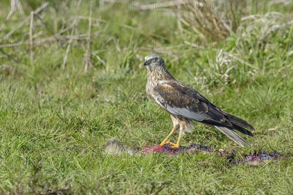 Male marsh harrier