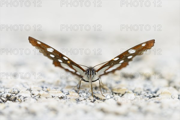 Southern white admiral