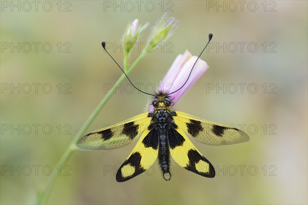 Eastern butterfly