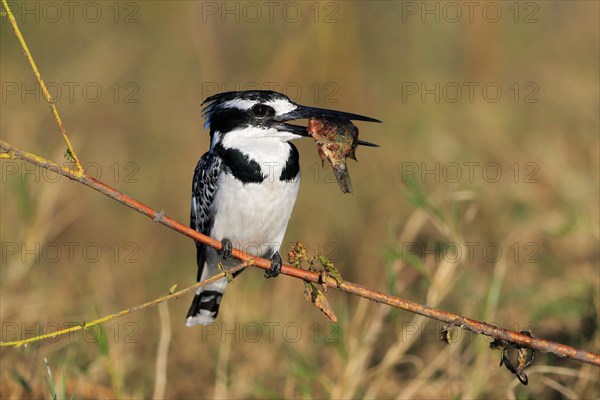 Pied kingfisher