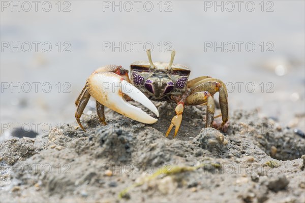 Male European fiddler crab