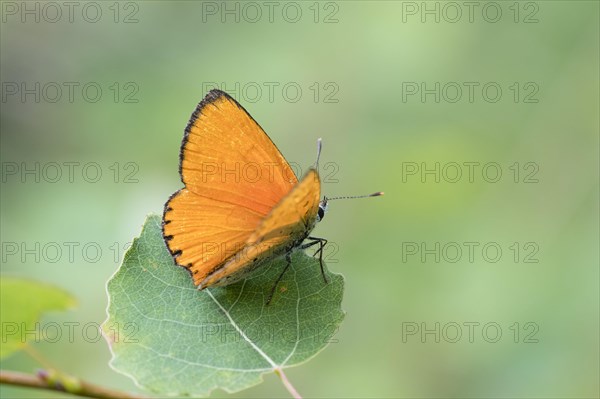 Ducat fire butterfly male