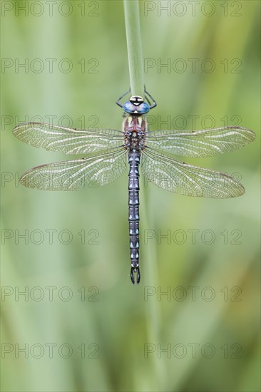 Hairy dragonfly