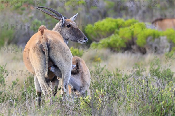 Common eland antelope