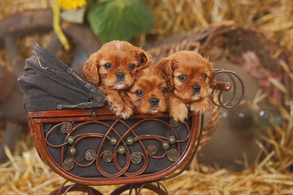 Cavalier King Charles Spaniel