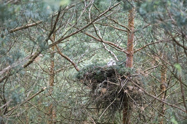 Northern goshawk