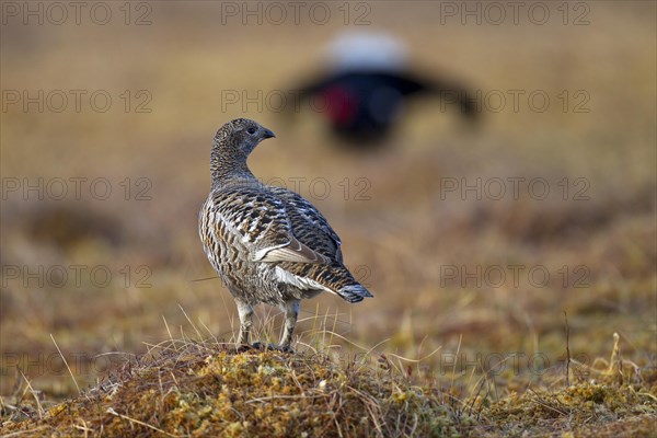 Black grouse