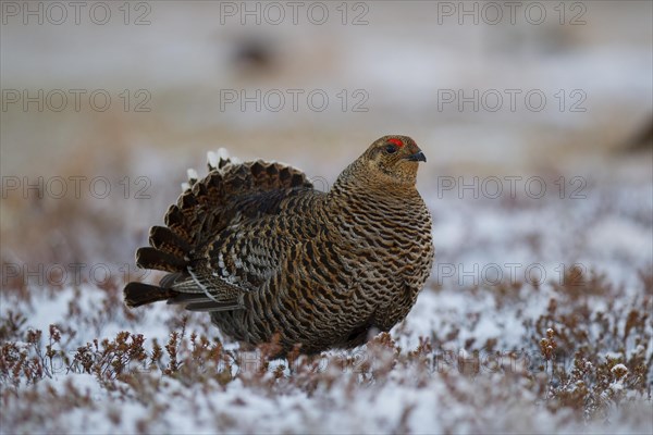 Black grouse