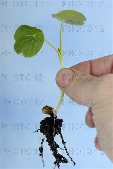 Nasturtium