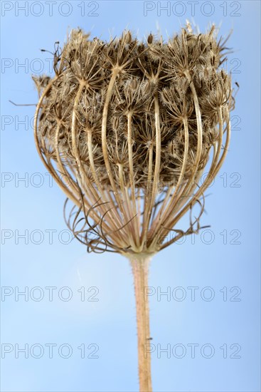 Wild carrot