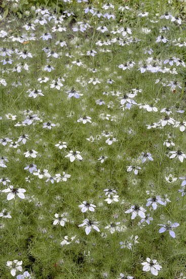 Egyptian black cumin