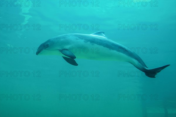 Harbour porpoise