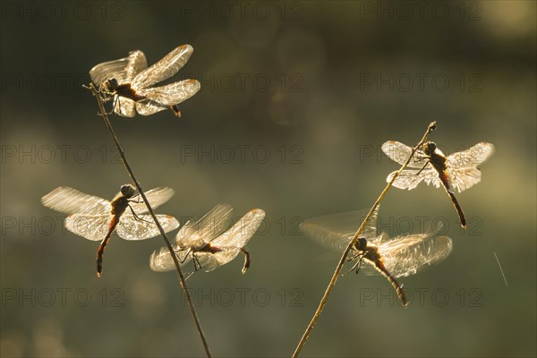 Spotted Darter