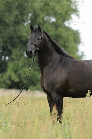 Arabian thoroughbred